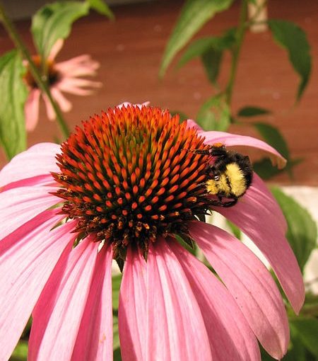 ECHINACEA FORTE