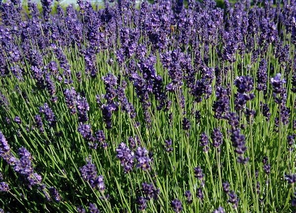 LAVANDA