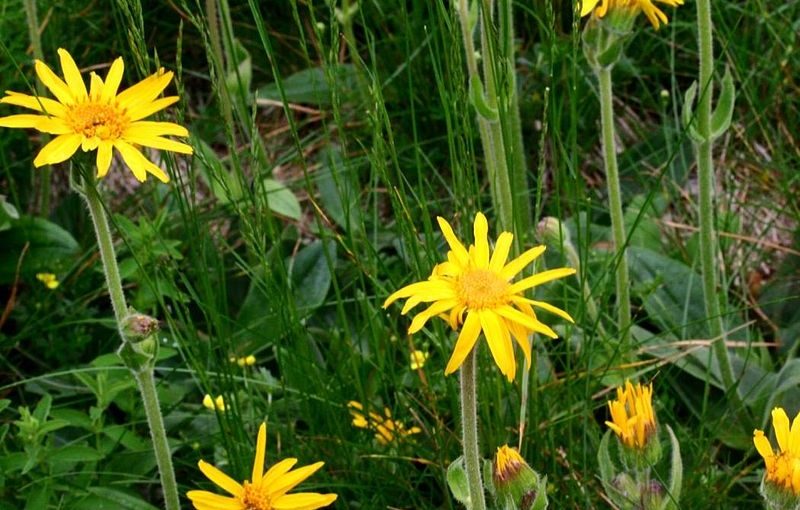 ARNICA COMPOSTO