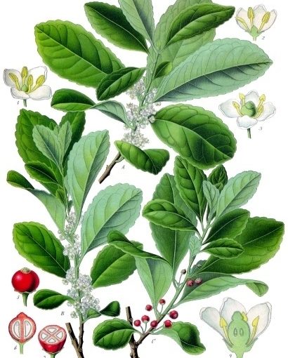 TISANA DIMAGRANTE