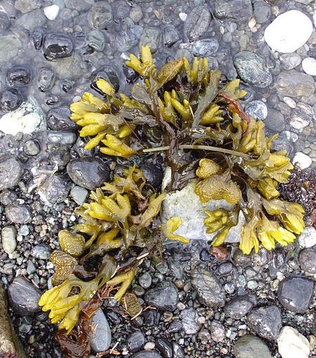 FUCUS COMPOSTO