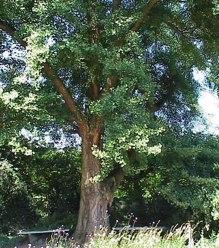 GINKGO BILOBA